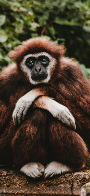 一隻棕色毛髮、白色手掌的長臂猿，若有所思地坐在森林中的石頭上。 — 手機 壁紙