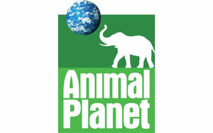 Animal Planet 標誌，在綠色背景上有白色大象和藍色地球儀。 — 4K 大象 壁紙