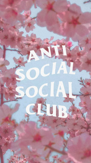 粉紅色的櫻花環繞著粗體白色文字，寫著 anti social social club。