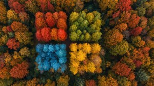 秋季森林的鳥瞰圖，有紅色、橙色、綠色和藍色樹木的四個不同色塊