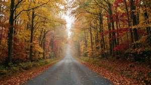 一條霧濛濛的道路，兩旁是展現鮮豔黃色、紅色和橙色樹葉的秋樹