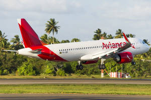 Avianca 飛機從棕櫚樹環繞的跑道起飛。