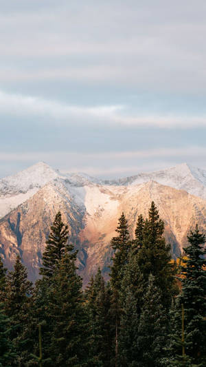 透過常綠樹看到的夕陽下白雪覆蓋的山脈