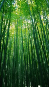 高大的竹莖伸向陽光普照的綠色樹冠。