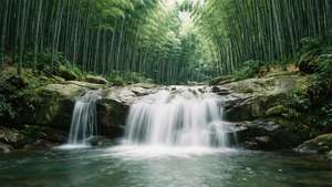 瀑布在竹林中流過岩石
