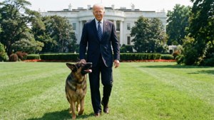 一名身穿西裝的男子在白宮草坪上遛德國牧羊犬。