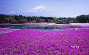 湖邊的紫色花田，背景是富士山