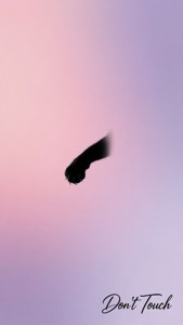 黑貓爪子剪影在粉紅紫色漸變上帶有「Don't Touch」文字。