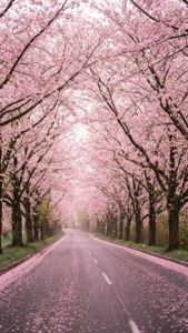 一條兩旁種滿盛開櫻花樹的道路，花瓣飄落