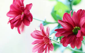 三朵粉紅色雛菊，帶有綠色莖和葉子，背景柔和。 — 淺粉紅色美學動圖 壁紙