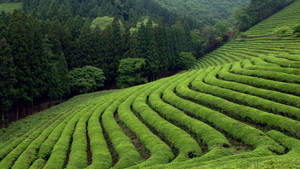 林木茂密的山坡上彎曲的綠茶植物行列。