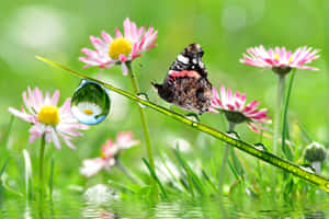 蝴蝶在草上，水滴反射雛菊