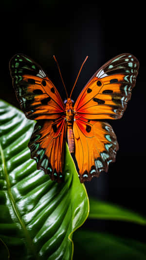 一隻帶有藍綠色點綴的橙色蝴蝶棲息在綠葉上。