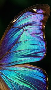 蝴蝶翅膀的特寫，帶有鮮豔的虹彩藍、綠和紫色，以及可見的脈絡。