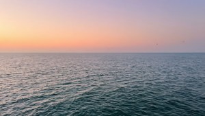 黎明時平靜的海洋，粉彩天空和遠處飛翔的鳥兒