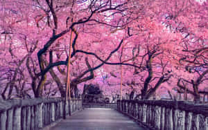 櫻花圖片
