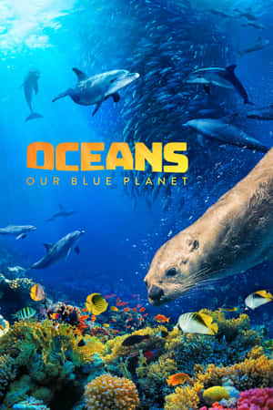 海豚和海獅在清澈的藍色海水中，在色彩繽紛的珊瑚礁上方游動。 — Huawei MatePad 11.5 S (2025) 壁紙