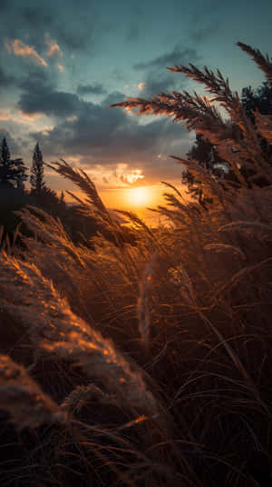 高草在金色夕陽光中搖曳，暗雲和樹木形成剪影。