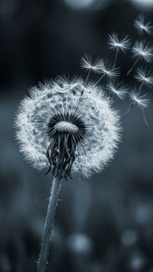 一張柔和藍色調的照片，蒲公英種子頭上的種子飄浮而去。