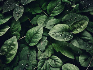 自然光下鮮綠葉片上閃爍嘅雨滴
