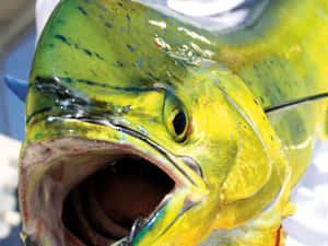 色彩繽紛的鬼頭刀魚近距離特寫，張開嘴巴和魚鉤 — 錦鯉 壁紙