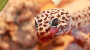 豹紋守宮伸出舌頭，展現細緻的斑點皮膚。