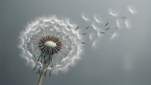 蒲公英將種子釋放到灰色天空