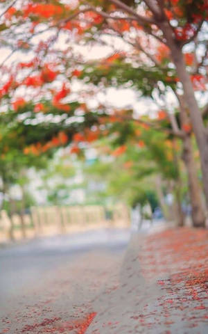 一條在盛開紅花樹下的街道，地上有花瓣。