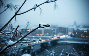 積雪的樹枝框住了一片模糊的城市景觀，夜燈閃爍。