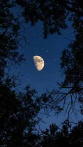 在繁星點點的夜空下，透過樹枝可見新月
