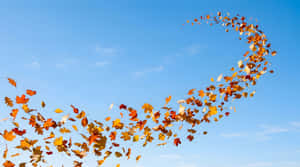 旋轉的秋葉，橙色、黃色和紅色，映襯著清澈的藍天