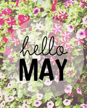 Hello May 文字覆蓋在盛開的春天色彩矮牽牛上