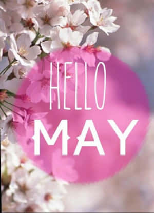 櫻花框住一個帶有 hello may 文字的粉紅色圓圈。