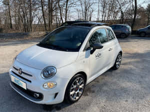 白色Fiat 500停在碎石停車場，後面有無葉的樹木。