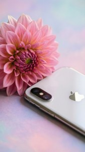 銀色iPhone在粉彩漸變表面上與粉紅色大麗花相鄰