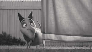 Frankenweenie 背景 — 科學怪犬 壁紙