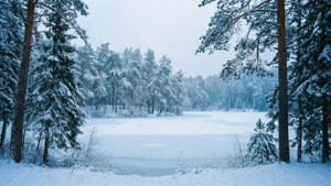 積雪的松樹在寧靜的冬日森林中框住了一個冰凍的湖泊。