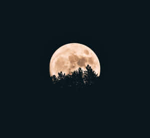 滿月在夜間從黑暗的森林剪影後升起。