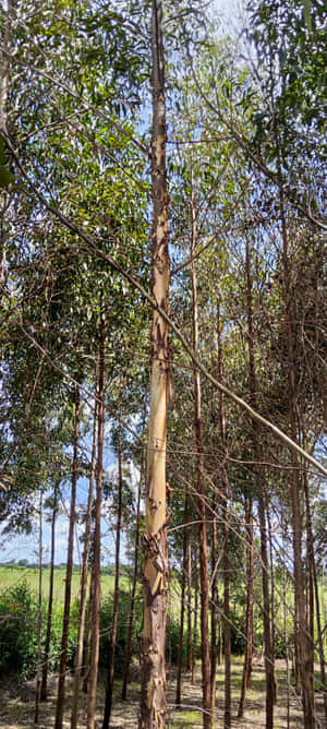 陽光明媚的森林中，高大的桉樹，樹皮剝落。 — 超高清 GIF 壁紙