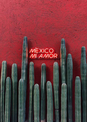 綠色仙人掌襯托著帶有 mexico mi amor 霓虹燈牌的紅牆。