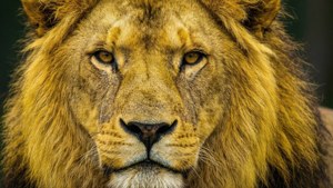 一頭金色鬃毛、琥珀色眼睛的雄性獅子直視鏡頭。