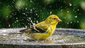 一隻黃色的鳥在石頭鳥浴盆中嬉水，水滴四處飛濺。