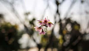 柔和焦點的粉紅櫻花，模糊背景和陽光。
