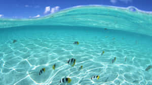 色彩繽紛的魚類在清澈碧綠的海洋水中游動，沙底上有陽光圖案。
