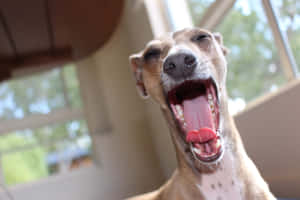 一隻啡色惠比特犬喺窗邊室內打呵欠，伸脷出嚟。