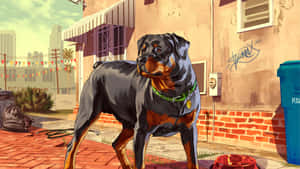 一隻羅威納犬站在城市環境中的磚砌人行道上，有塗鴉和藍色垃圾桶。