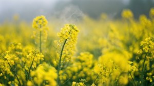 黎明時分霧氣瀰漫的田野中的黃色油菜花