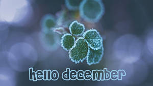 帶有 'hello december' 文字的霜覆蓋三葉草葉片，背景為藍色散景。