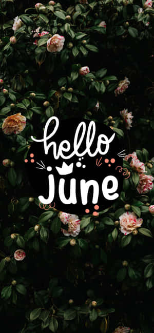 Hello June 文字置於深綠色葉片上盛開的粉紅色山茶花之上。