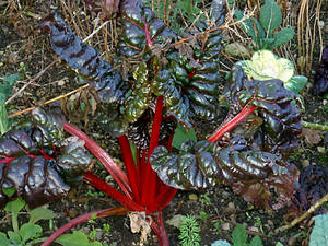 瑞士甜菜，紅色莖和深色葉子，生長在花園土壤中。